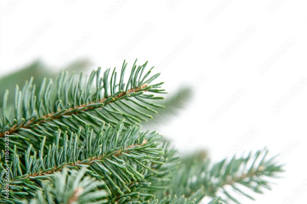 Poster A detailed view of a pine tree's branch with needles and cones