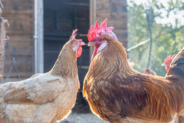 Pair of a hen and a cockerel with red combs against the background of a chicken coop