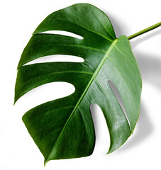 Green leaf isolated