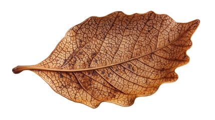 Obraz premium Leaf textured background with intricate patterns isolated on white background
