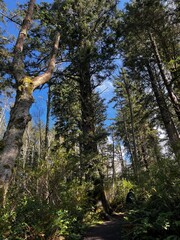Fototapeta premium trees in the forest