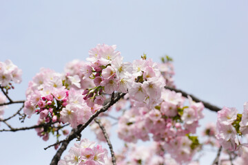 Branches of sakura flowers, cherry blossom