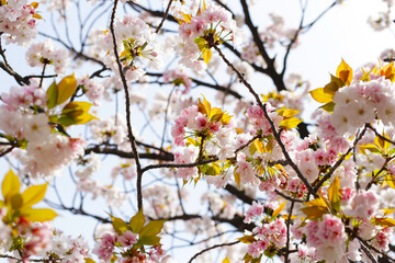 Branches of sakura flowers, cherry blossom