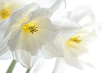 Fototapeta premium A detailed view of a cluster of white flowers