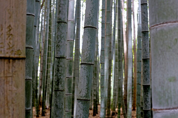 Arashiyama Bamboo Forest, Bamboo Grove Kyoto, Japan