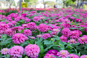 Obraz premium Blooming zinnia flowers in the field
