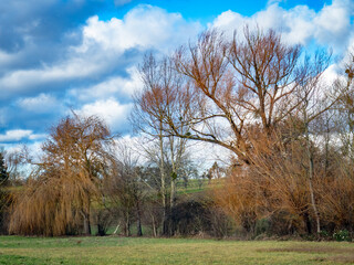 Weidenbaum im Winter