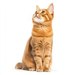 Obraz premium A curious ginger Abyssinian cat looks upwards, showcasing its playful nature and striking fur texture in a vibrant, clean setting.