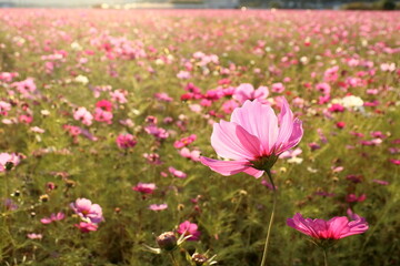 秋桜　朝陽浴びる　（高知県　高知市　高須）