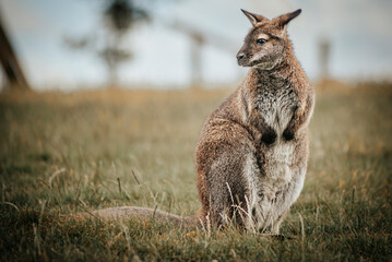 Kangaroo