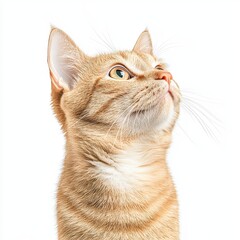 A detailed and cute portrait of an orange tabby Oriental Shorthair cat looking up, showcasing its expressive eyes and soft fur.