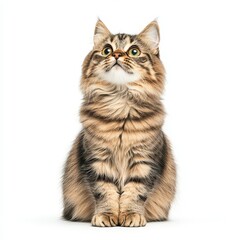 Obraz premium A fluffy domestic Manx cat gazes upward, showcasing its striking stripes and curious expression, perfect for pet lovers and feline enthusiasts.