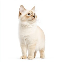 Obraz premium A fluffy, elegant Javanese cat gazes upwards, showcasing its striking features and playful demeanor.