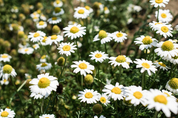 Fototapeta premium blooming chamomile in the field on a sunny day