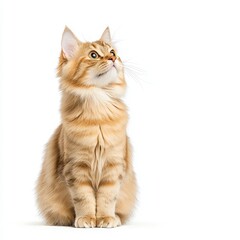 Obraz premium A fluffy orange Singapura cat sitting gracefully while gazing up, showcasing its curious and playful nature.