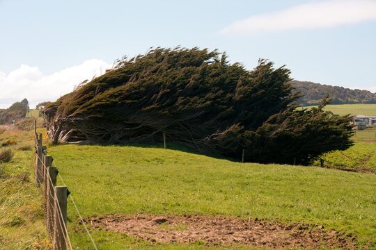 Windbreaks in a Pasture with Scenic Rural Landscape