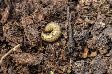 Winter pest insect pest Agrotis segetum