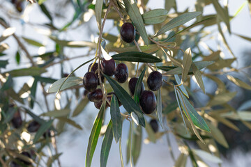 Close-up of ripe black olives nestled among lush green leaves, showcasing the beauty and abundance...