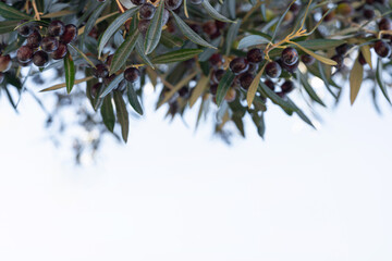 A close-up view of olive branches adorned with dark, ripe olives against a soft, light background, highlighting nature's bounty.