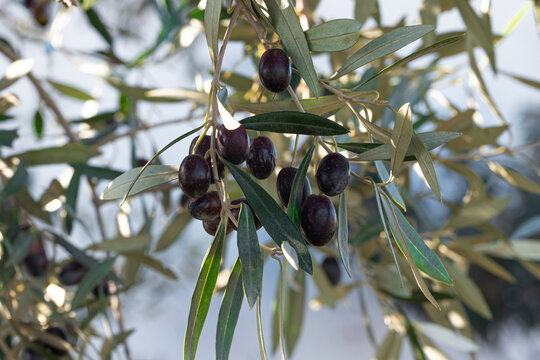 Close-up of ripe black olives nestled among lush green leaves, showcasing the beauty and abundance of olive trees in a natural setting.