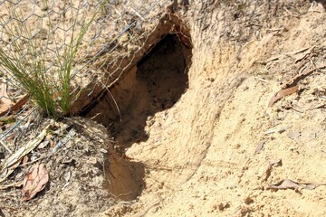 Evidence of feral rabbit (Oryctolagus cuniculus) burrowing under rabbit-proof fence, South Australia