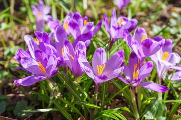 Fototapeta premium Beautiful purple spring crocuses in the garden in sunny day. Floral spring background with wild crocus flowers on meadow. Springtime, nature. Selective focus, close up, macro.