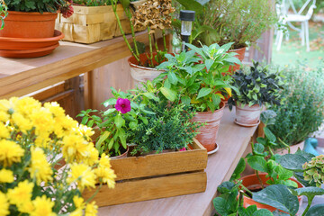 .Collection of various plants, herbs and flowers in pots, arranged on wooden shelves inside a bright, sunlit greenhouse. Gardening, floriculture, flower growing, hobby
