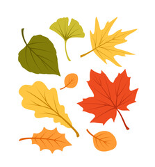 Collection of colorful autumn leaves in various shapes and colors, illustrated on a white background. Concept of fall, nature, and seasonal design. Vector illustration