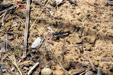 Mydas Fly (Miltinus viduatus) resting on sand, South Australia
