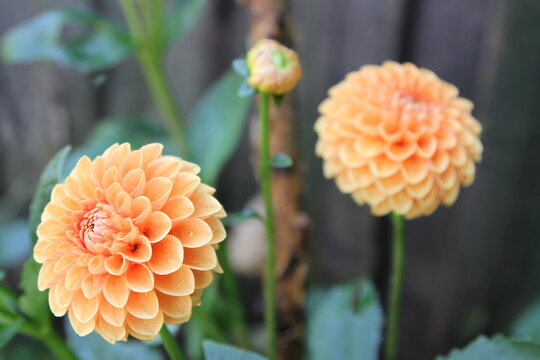 Fresh orange dahlia flowers 