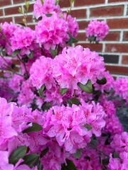 pink hydrangea flowers