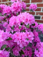 pink hydrangea flowers