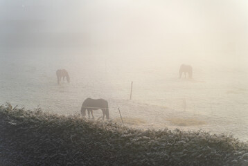 Silhouettes of horses grazing in a frosty field on a misty morning, surrounded by a serene, foggy...