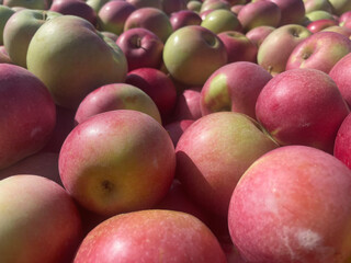 apples in a market