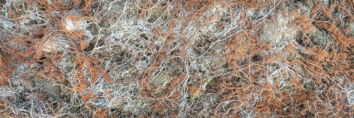 background of fresh water seaweeds in winter on a muddy shore of a lake in Colorado