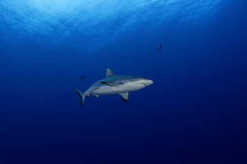 Fototapeta premium Grey reef shark during dive in Fakarava atoll. Reef shark on the bottom. 