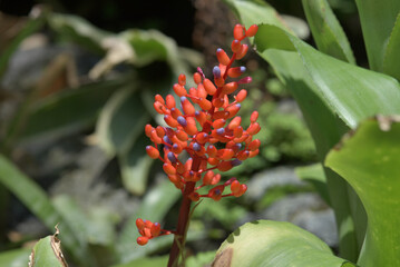 サンゴアナナス