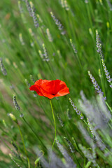 Lavendelfeld mit Klatschmohn