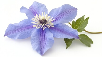 Single light blue clematis flower with green leaves isolated on white background.