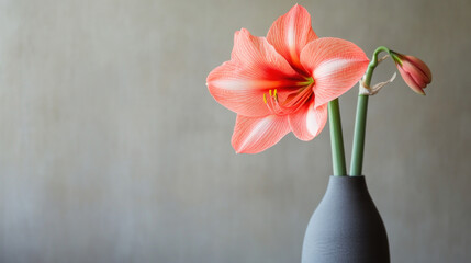 Single coral amaryllis flower in gray vase against neutral background.