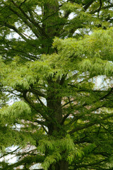 trees in the forest landscape green 