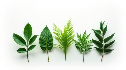 Fototapeta premium Set Of Tropical Creeper Plants In A Row On White Background