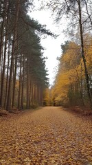 Fototapeta premium Serene Autumn Forest Pathway Surrounded by Colorful Leaves