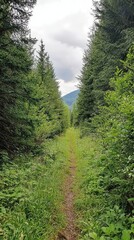 Serene Forest Trail Surrounded by Lush Green Trees and Grass