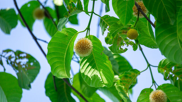 Neolamarckia cadamba (Jabon, Nauclea cadamba, burflower-tree, laran, Leichhardt pine, kadam, empayang, worotua). This tree is used for matchsticks, shoe soles, boards and this tree is sacred in India