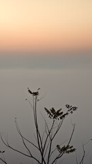 serene sunset over misty landscape with silhouetted branches