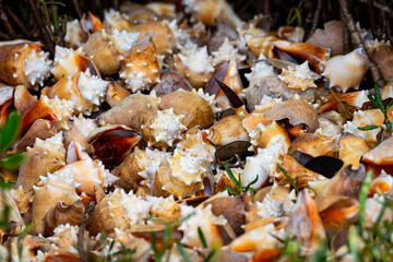 Many sea snail shells