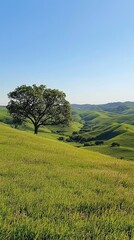 Fototapeta premium Serene Green Hills with Lone Tree Under Clear Blue Sky