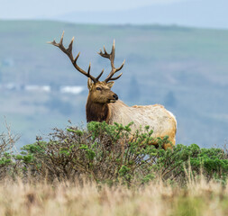 Tule Elk Tomales point