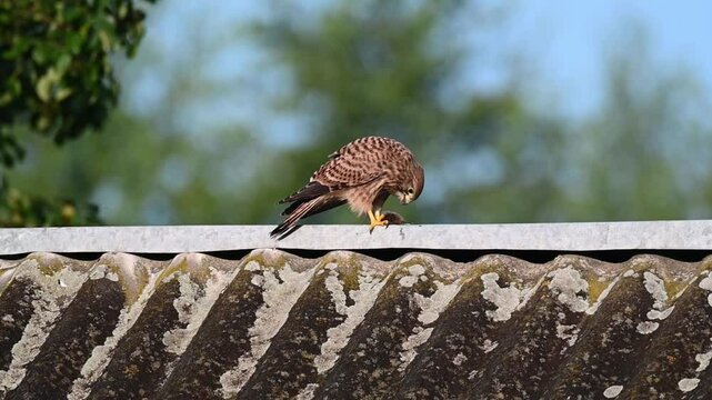 The common kestrel rips apart and eats a mouse. A beautiful bird of prey, raptor eats a captured mouse on a roof.